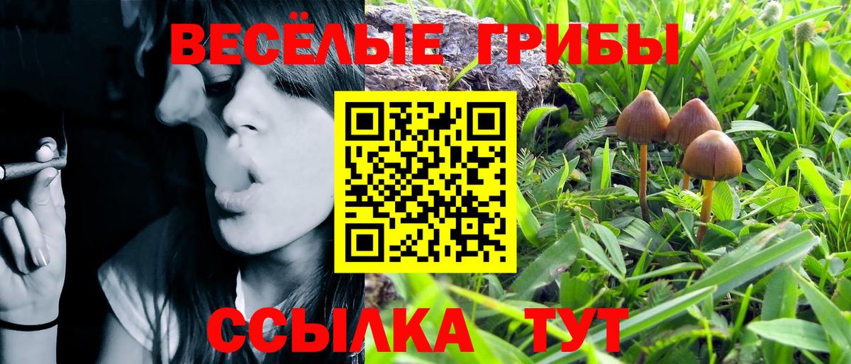 Зерноград  Псилоцибиновые грибы Psilocybine cubensis  Вход с VPN  Псилоцибиновые грибы GOLDEN TEACHER 